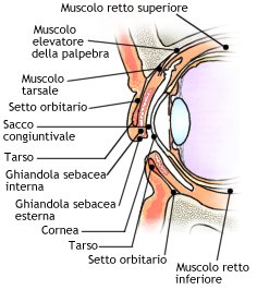 Struttura della palpebra